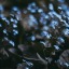 deadflowerv