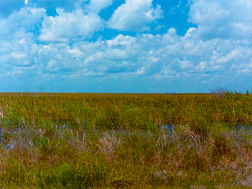 River of Grass (1994,  Kelly Reichardt)Blue Is the Warmest Color in Kelly Reichardt’s fil