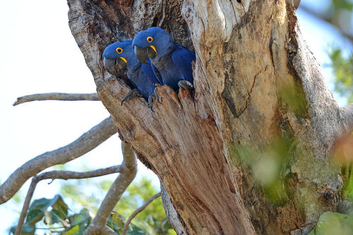 seraphica:The Hyacinth Macaw, Anodorhynchus hyacinthinus, is the largest of the macaws and the large