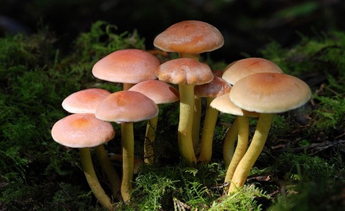 Fungi porn pictures