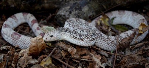 biofaunaexotics:  Our light patterned Florida Pine Snake (Pituophis melanoleucus mutigus). Like all 