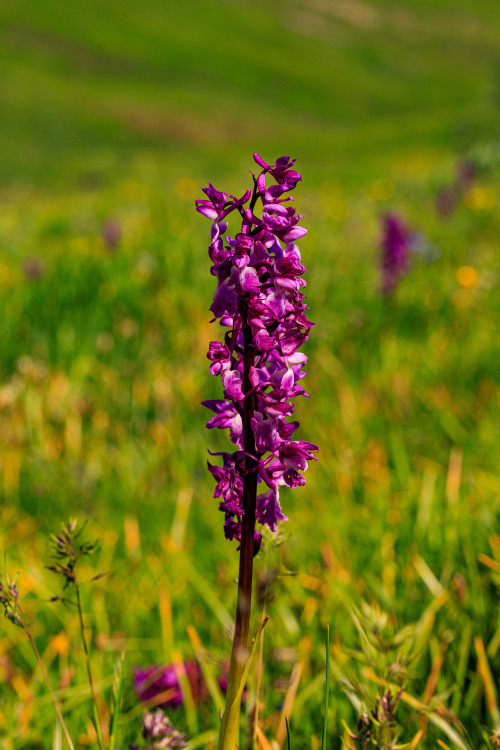  Wild orchids - GR5, June 2021photo by: nature-hiking