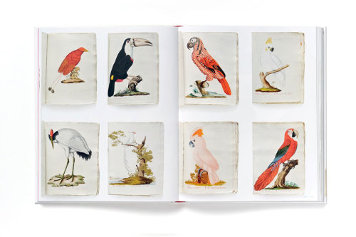 design-is-fine: Johann Nepomuk Spalowsky, Beytrag zur Naturgeschichte der Vögel, 1791-92. Vienn