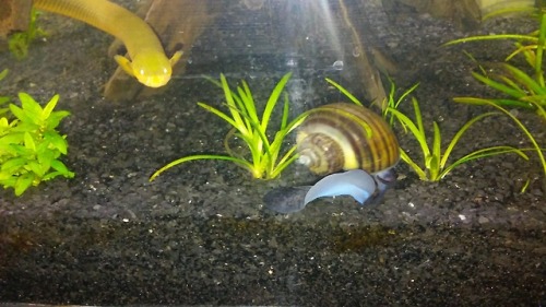 So a while back I got this snail. Pet smart employees being what they are, she mistook him for a bla