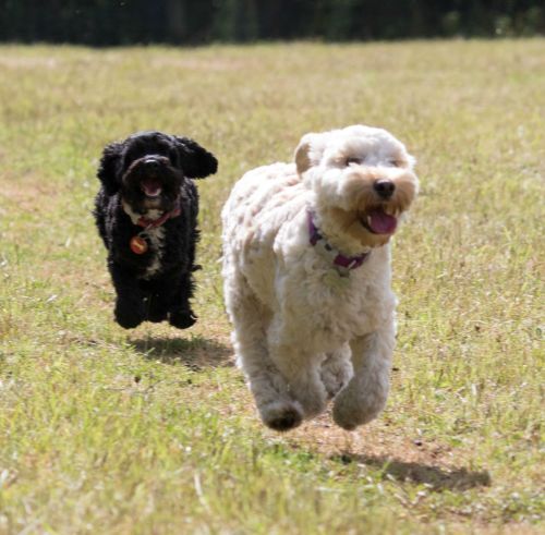 awwww-cute:Hover mode engaged (Source: ift.tt/1ipLnUf)
