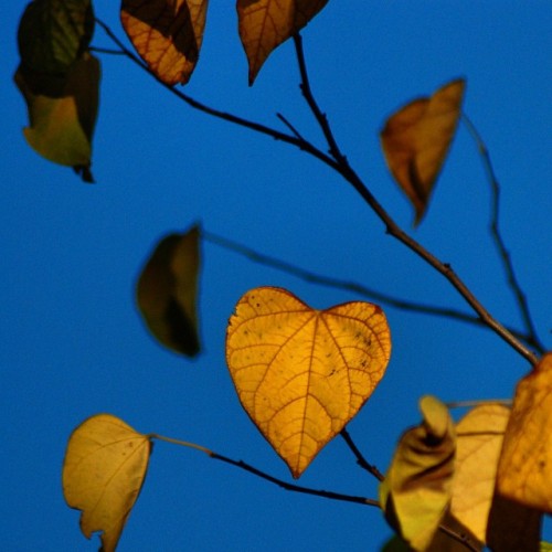 Fall light. #heart #light #autumn #falleshchill #california #peggyderosephotography