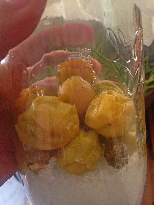 hqcreations:Food Preservation: Making Umeboshi (Pickled Plums) with ShisoI’ve been wanting to master