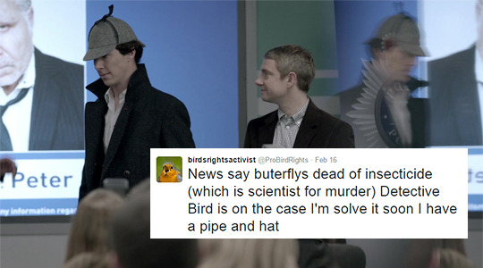 westingwood:  Sherlock + ProBirdRights TweetsBONUS: