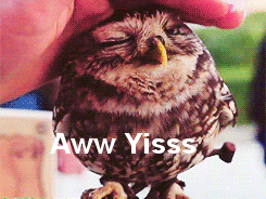 ok i can&rsquo;t resist.oh and hplessflirt for the owl, cuz omg