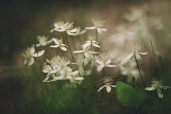 floralls:    by  Tammy Schild   
