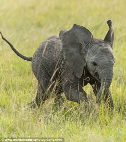 phototoartguy:  An elephant never forgets playtime! Amazing pictures show infants wrestling with each other under the watchful eyes of their mother at African wildlife reserveWildlife photographer Margot Raggett