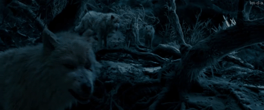 Beautiful Wolves