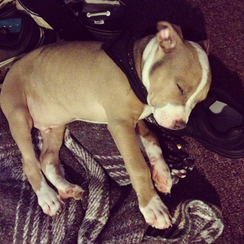 whatthetracy:  PITBULL PUPPIES STEAL MY HEART 