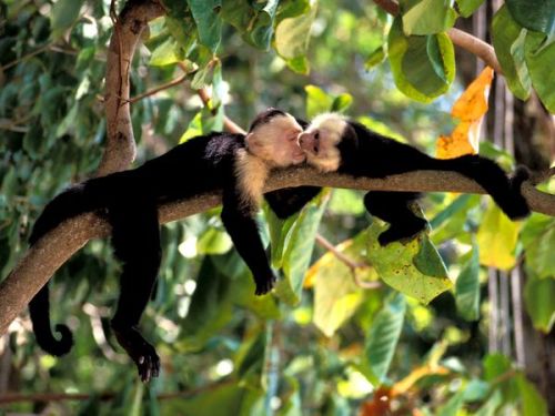 africa-n: h4ilstorm:  Amidagataki (by BONGURI)  FOLLOW FOR TROPICAL☯☼