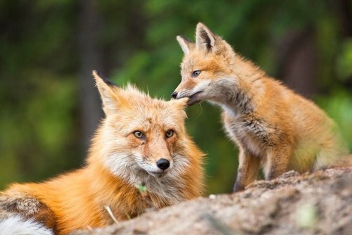 Porn photo everythingfox:  Chomp📷: Raoul Gross