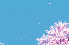 keiko-chan: Kuroko no Basket + Cherry blossom
