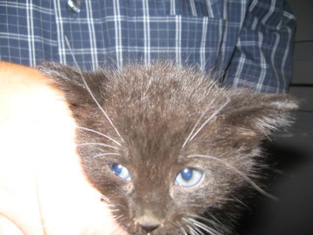 lackadaisycats:  sleepmurder:  On the importance of GOOD PHOTOS of shelter pets: