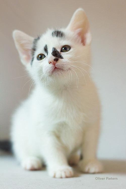 waegen:  little Little by *hoschie