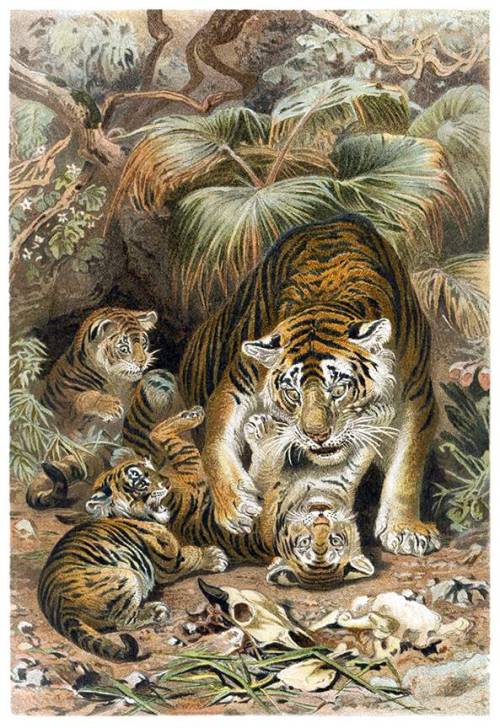 obsidian-sphere:Tiger and cubs, 1893, artist unknown.Happy Chinese New Year!Year of the Water Tiger