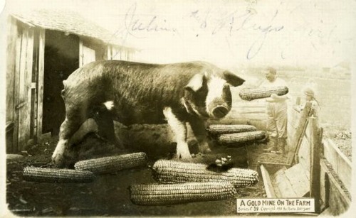 Tall-Tale Postcard - A golf mine on the farm