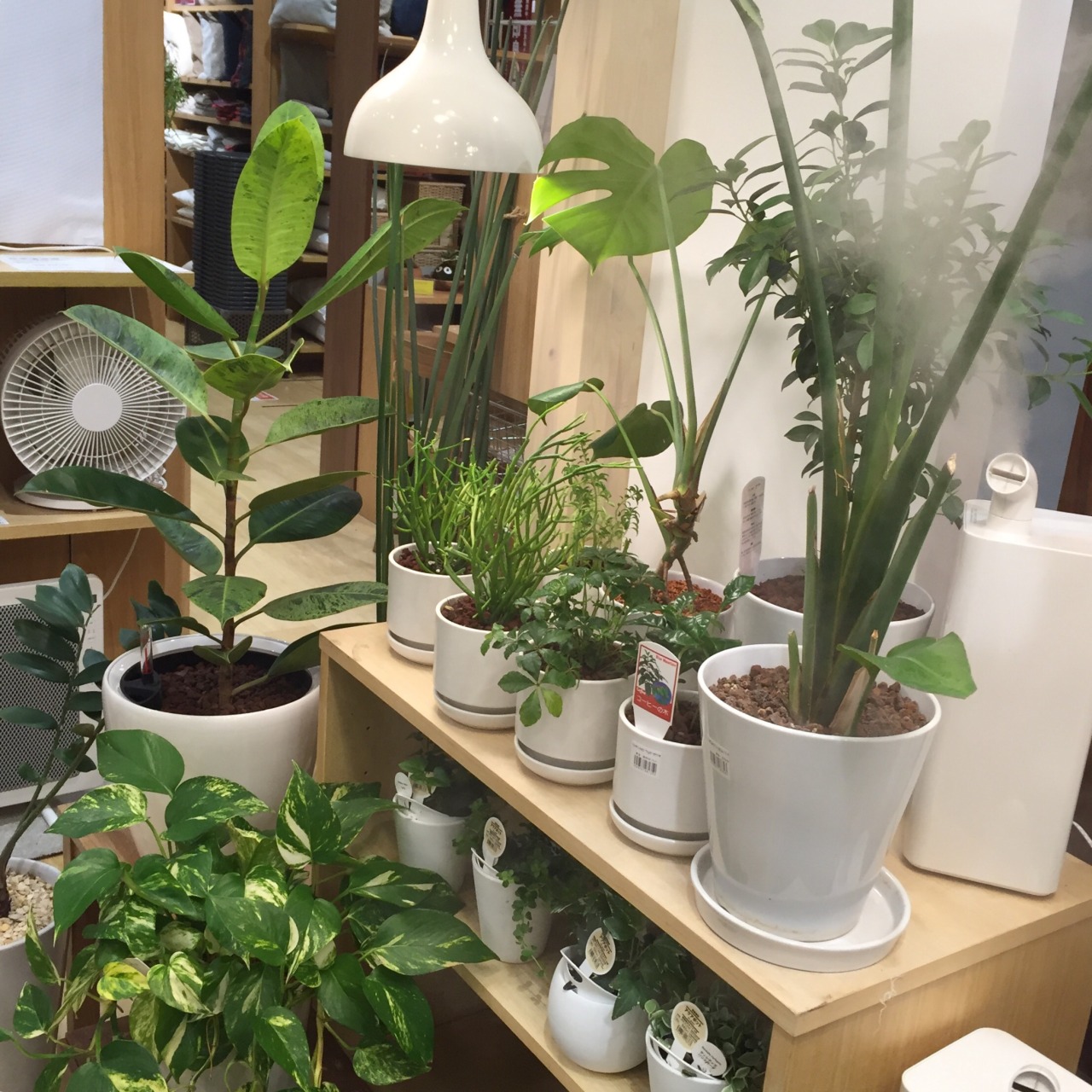 junname:  I want to live in Muji 