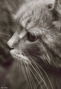 eve-victus-art:  Vintage Cat by EveVictusThis