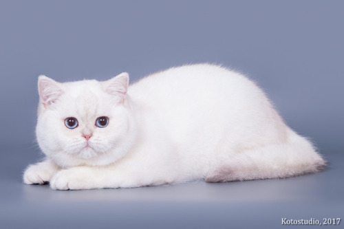 scottishstraight:@mostlycatsmostly Handsome pointed boy! I love his cheeks :3© Photo by Kotostudio