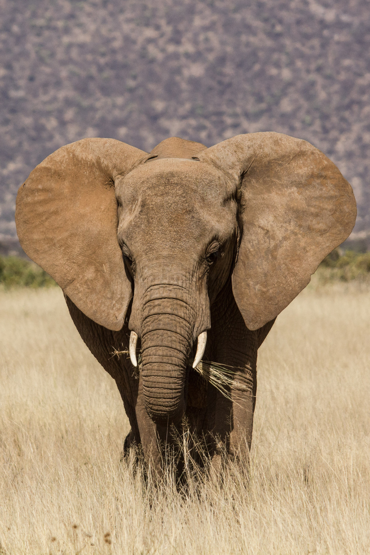 wild-diary:  African Elephant | Peter Steward 
