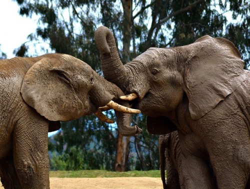 A muddy day for elephants. Photos by Keeper Evan