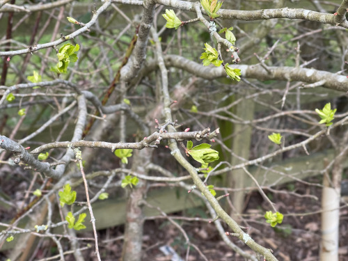 #365daysofbiking Welcome return:
Friday March 12th 2021 – In my desperate search for signs of spring, a major achievement: The hawthorn leaves are coming out.
This may not seem like much, but it means a familiar, bright green sheen will soon be upon...