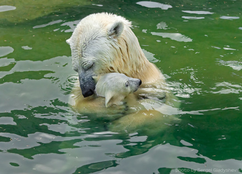 angelclark:  Big Bears Teaching Their Teddies How To Bear  Momma bears are a fairly devoted bunch, and because bears are so incredibly cute, the moments they enjoy in the spring when raising their young cubs can be truly precious. That’s why we collected