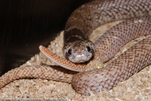 exotic-venom: (Aspidelaps scutatus intermedius) intermediate shield-nosed snake