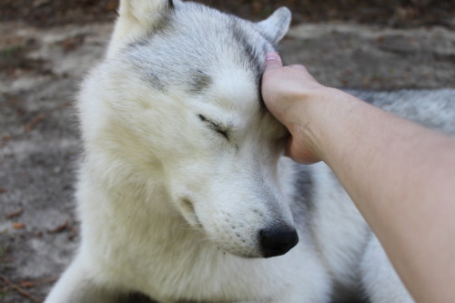 southernsnowdogs: Ear scratches