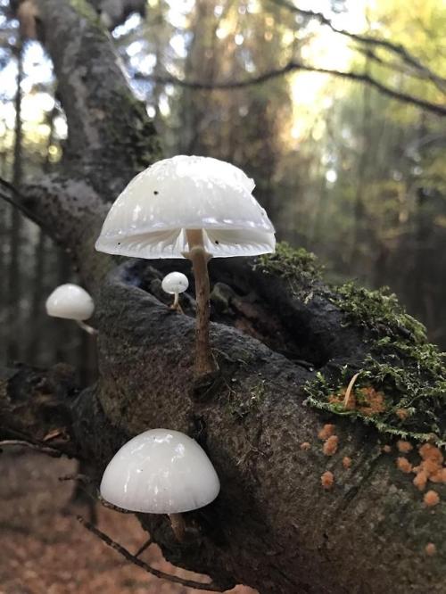 multifacetedmushrooms: These guys are so cool. There were hundreds of them all over the trees when I