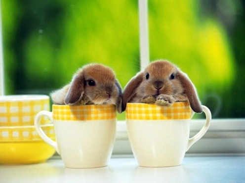 sexy-uredoinitright:  bi-bibirdie:  I HAVE THE SADS. I HAVE THE FEELS. I HAVE THE FEELS.  I REPEAT I HAVE THE FEELS. STOP THIS MADNESS.   Here, have some Lop Ear Bunnies to cheer you up! Hope your day gets better….  oh&hellip;my&hellip;cute!