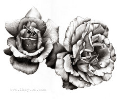 eatsleepdraw:  Pencil study of some roses, reference image was found on tumblr and can be found on my page. The original of this drawing is a3 and took approximatley 15 hours. Please click through for my art blog,Thanks for looking :)