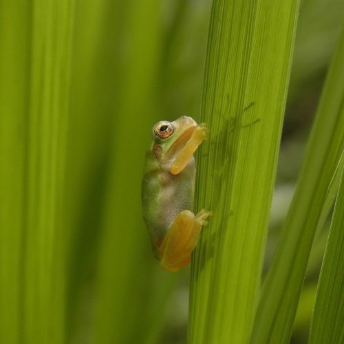 #カエルの日 #frog #蛙 #カエル #アマガエル #雨蛙 #cm_frog #cm_frog66 www.instagram.com/p/CBGAw03Fw32/?igshid=