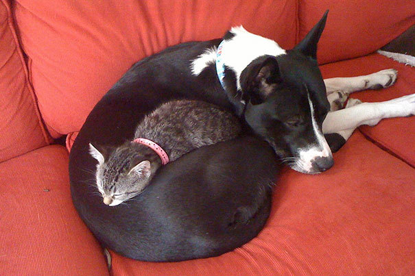 wwinterweb: Cats Using Dogs as Pillows (see 15 more)