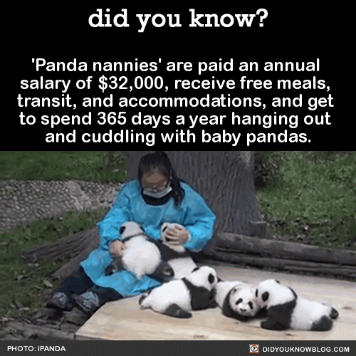 did-you-kno-panda-nannies-are-paid-an-annual-salary-of-32-000