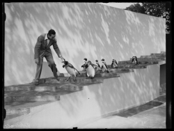 weirdvintage:  Walt Disney with the penguins at the London Zoo, photographed by Edward G Malindine for the Daily Herald, 1935 (via National Media Museum)