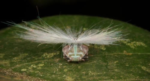 sinobug:Ricaniid Planthopper Nymph (Ricaniidae)by Sinobug (itchydogimages) on Flickr.Pu’er, Yunnan, 