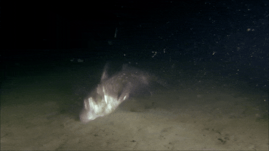 A Chimera Foraging.Filmed In Puget Sound, USA. From Ocean Stories - Dolphins And Whales (2015).