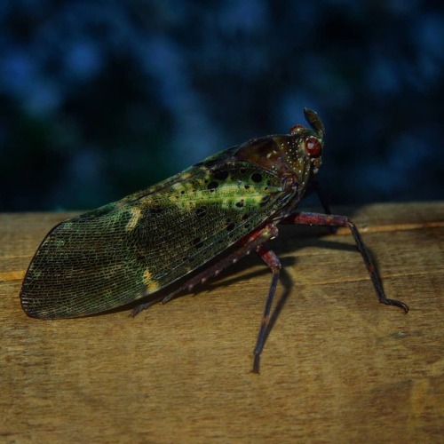 A lantern bug let me take its picture.#CostaRica #biodiversity #insects #arthropodsanonymous #lant