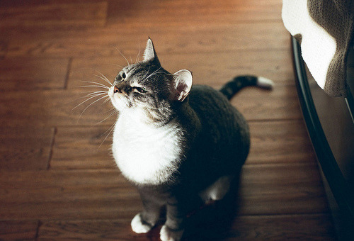 moonandtrees:  Prašinče. on We Heart It - http://weheartit.com/entry/49148919/via/aquaminttea 