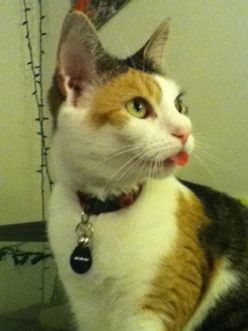 dailyblep:Katana blep