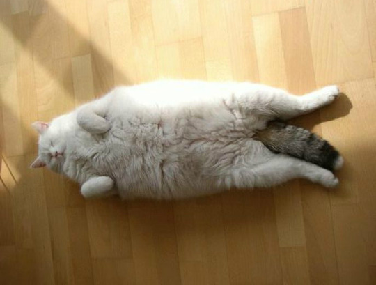 el gatito super gordito