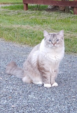 rewild:  My dad made me stop the car so he could pet this cat