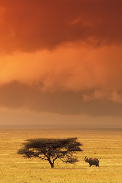 wonderous-world:  Serengeti Elephant by Greg