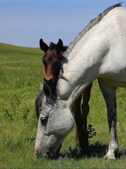 stoney-pony.tumblr.com post 626744449814446080