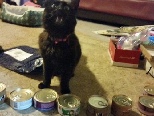 She was so happy haha she started meowing all super excited as soon as I came in my room and showed her the bag, she already knew haha awww so cute, just look at her face, she looks so flabbergasted and dumbstruck in the third pic lmao